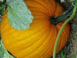 Pumpkin Seed, Connecticut Field, Heirloom, Organic, Non Gmo, 100 Seeds, Pumpkins - $7.99