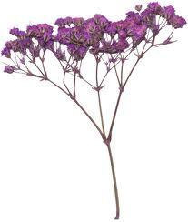 15 Red Creeping Babys Breath seeds-1014A