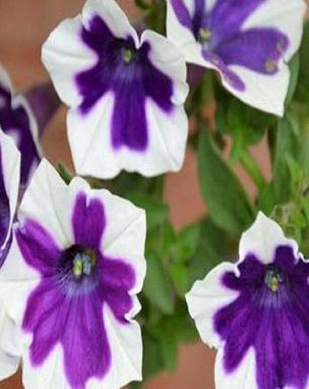 Blue & White Phantom Petunia Flower 100 SEEDS BUY 4