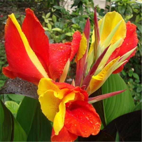 Red and Yellow Germation Four Seasons Canna Balcony Bonsai Plant 20 ...