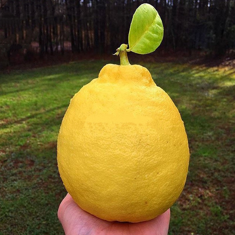 Rare Biggest Lemon Fruits, 20 seeds, juicy flesh sweet and delicious