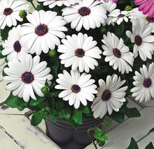 50 Osteospermum African Daisy Flower Seeds - $8.99