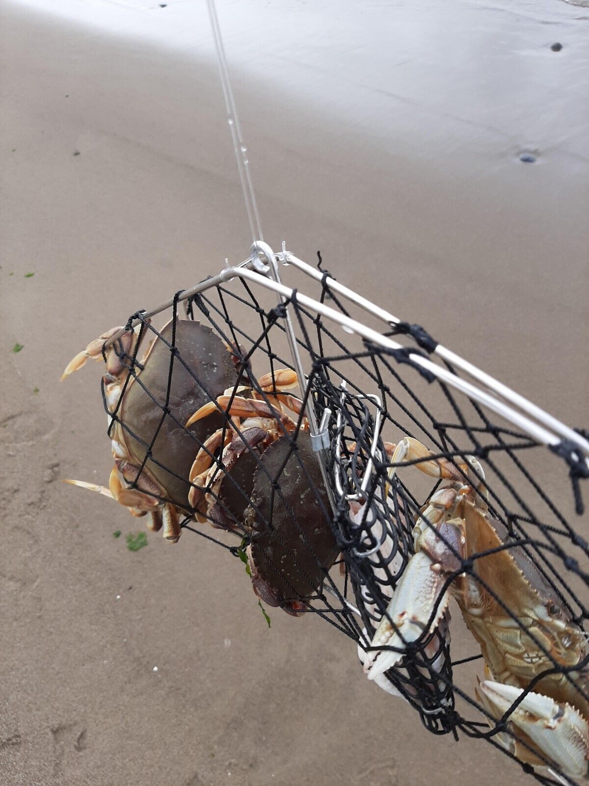Sporty folding crab trap. 1 minute Crab Fishing w/yur rod-n-reel.* Free Shipping
