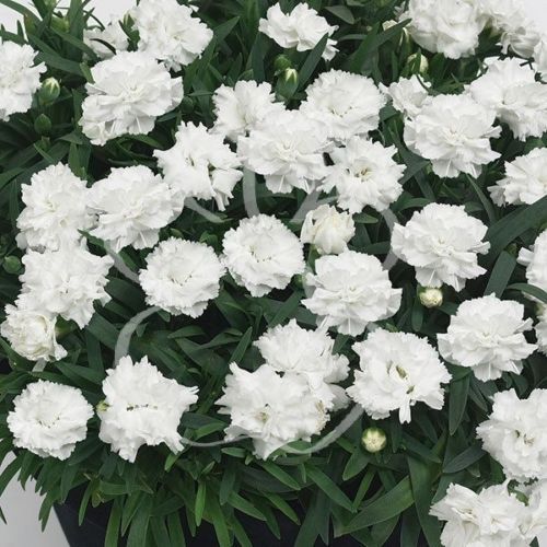 Carnation 'GiantGrenadin White' Dianthus Caryophyllus 20 Perennial