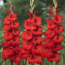 10 bulbs of First Blood Gladiolus Size 12/14 cm Bulbs - $16.00