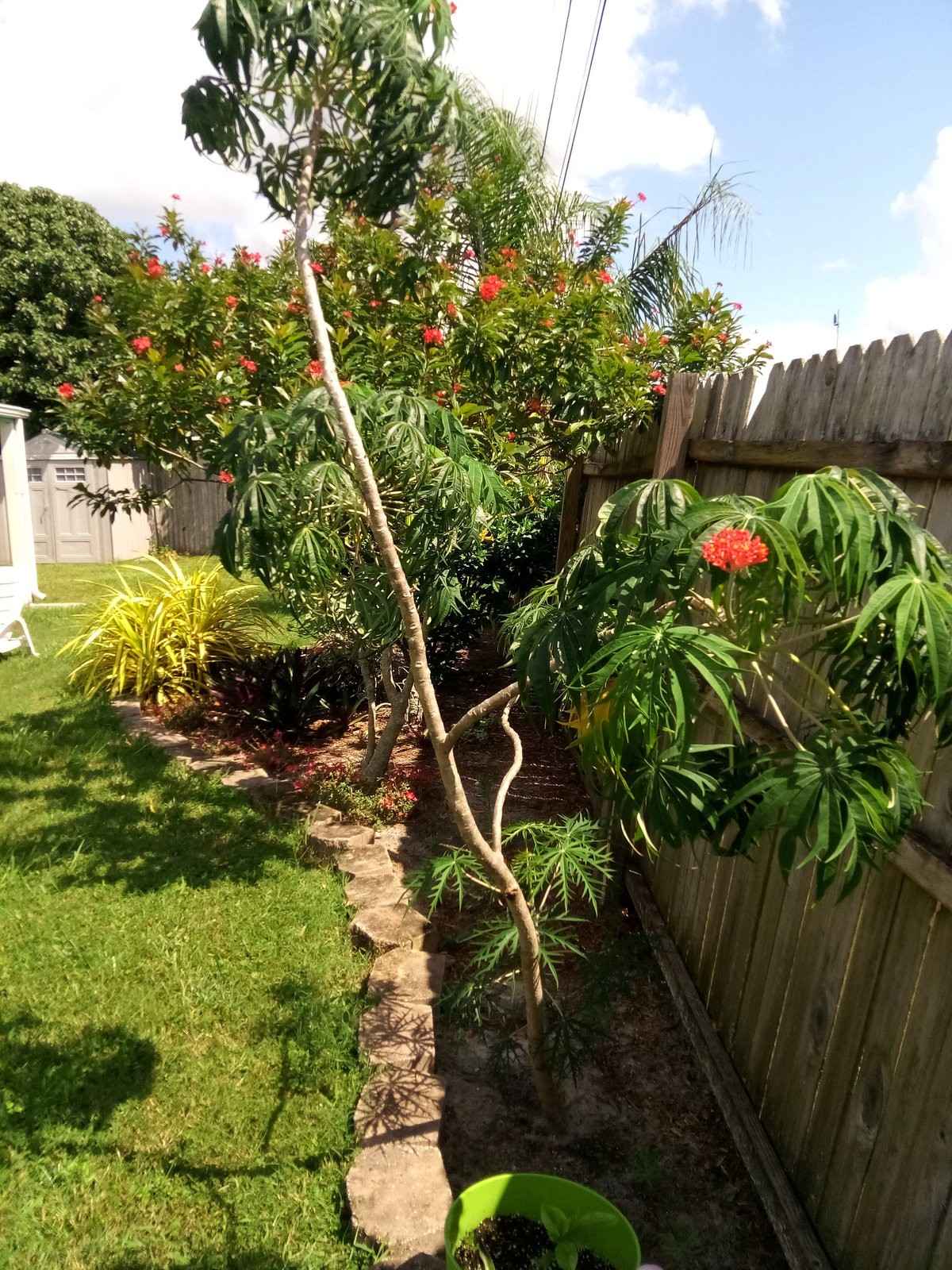 Jatropha Multifida Flowering Coral Tree Bush