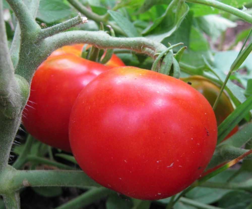 Homestead 24 Tomato Seeds Heat Tolerant and 50 similar items