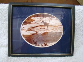 Matted and Framed Photo of Horse in Winter Signed by Fred Edison, Wall D... - $15.99