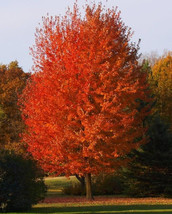 Autumn Blaze Maple quart pot image 1