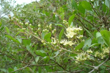 Seeds Henna plant Lawsonia inermis Dye Plant Mehandi Shrub Seeds 1000