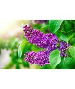50 Seeds Purple Lilac for Planting Stunning Purple Flowers Great for Bonsai - $18.29