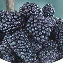 25 LochNess Blackberry Seeds-1016 - $2.98