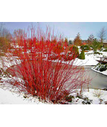 Red Twig Dogwood - 18-24&quot; Size, Best Seller - $39.55