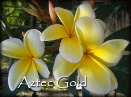 PSA#203 Rare Exotic *Aztec Gold* Plumeria Frangipani cutting  - $14.95