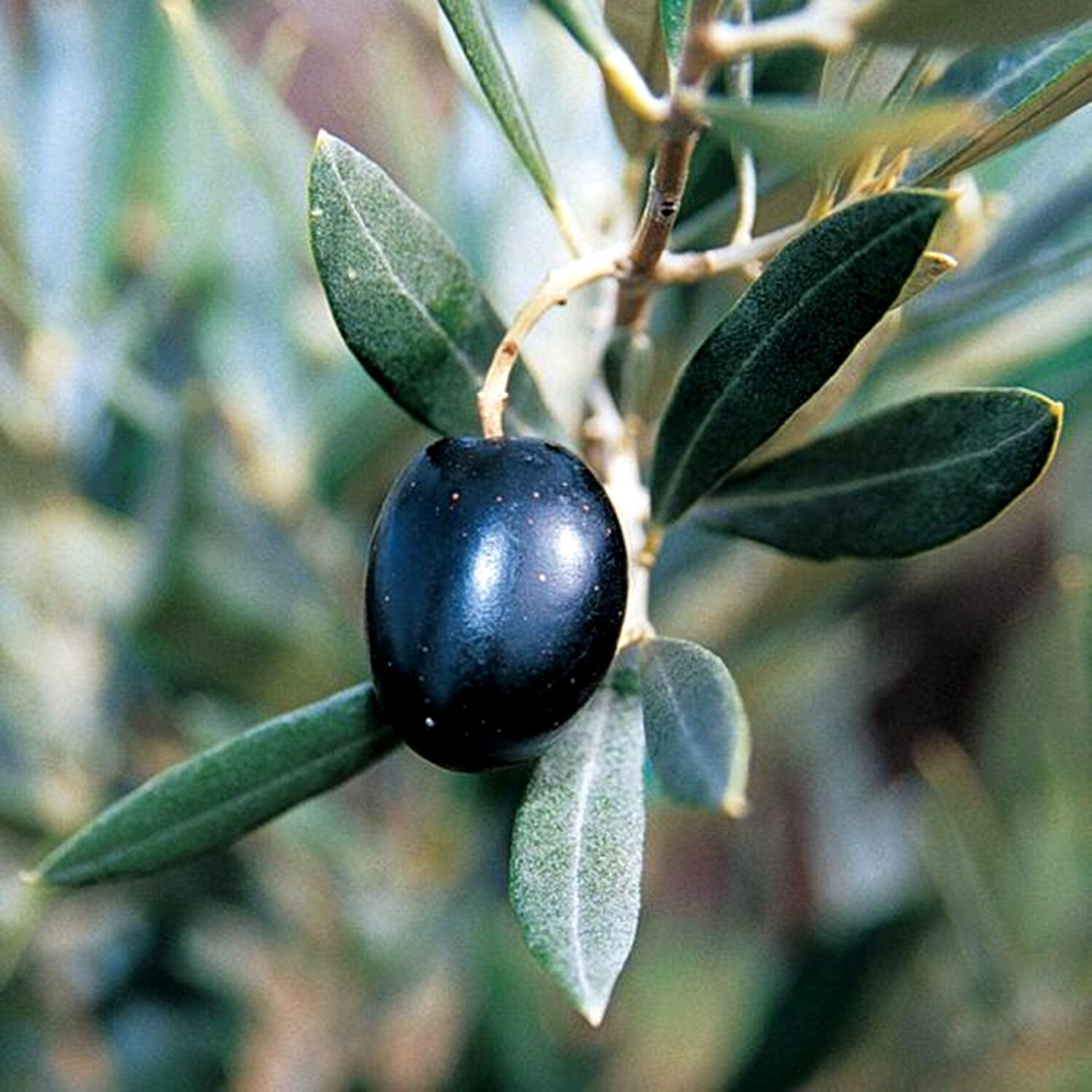 olive-tree-kalamata-350-seeds-without-cleaning-trees