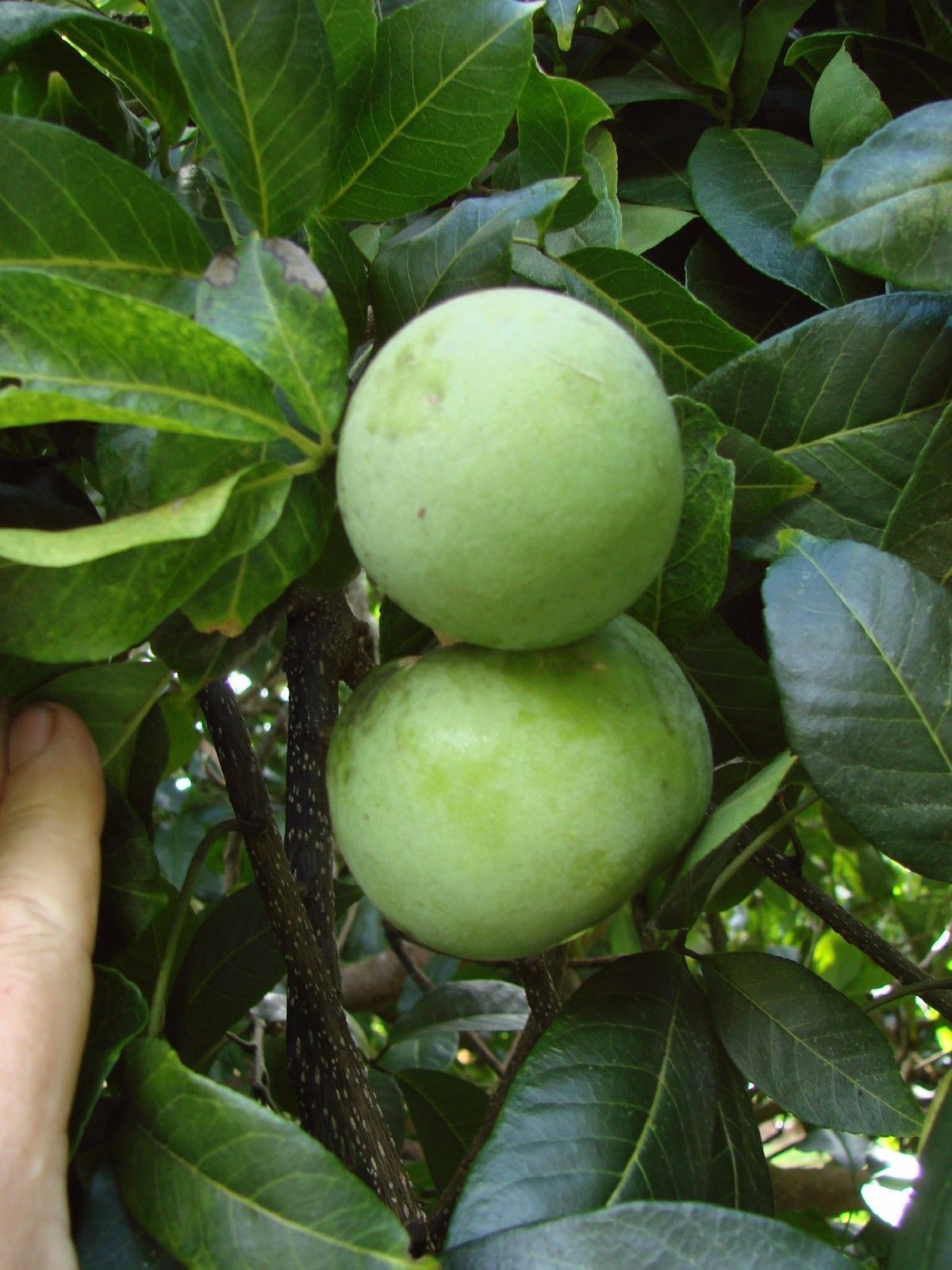 White Sapote flavor