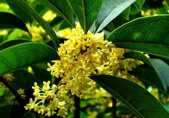 “ 10 PCS Fragrance osmanthus Tree Seeds - Yellow Bonsai Flowers GIM”