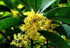 “ 10 PCS Fragrance osmanthus Tree Seeds - Yellow Bonsai Flowers GIM” - $15.18