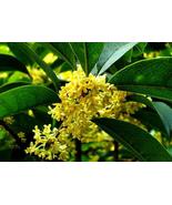 “ 10 PCS Fragrance osmanthus Tree Seeds - Yellow Bonsai Flowers GIM” - $15.18