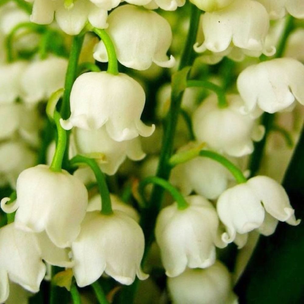 20 Seeds Lily of the Valley , Bonsai Flower Bell Orchid Rich Aroma