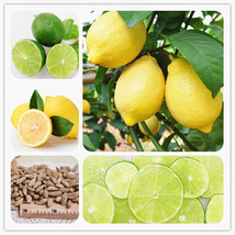 Sh juicing edible healthy exotic ornamental tropical fast growing citrus limon fruit 88 thumb200
