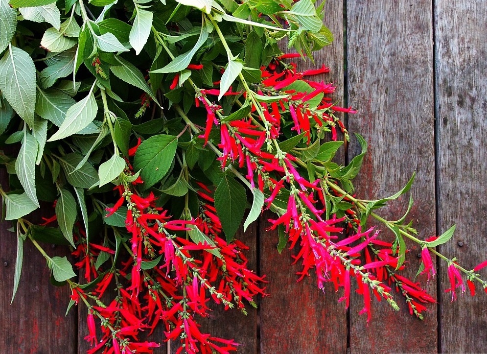 10 Seeds - Pineapple Sage / Red Sage - Seeds & Bulbs