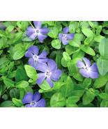10 Runners Vinca Minor Periwinkle Roots Plant Ground Cover Zone 3 to 9 - $24.99
