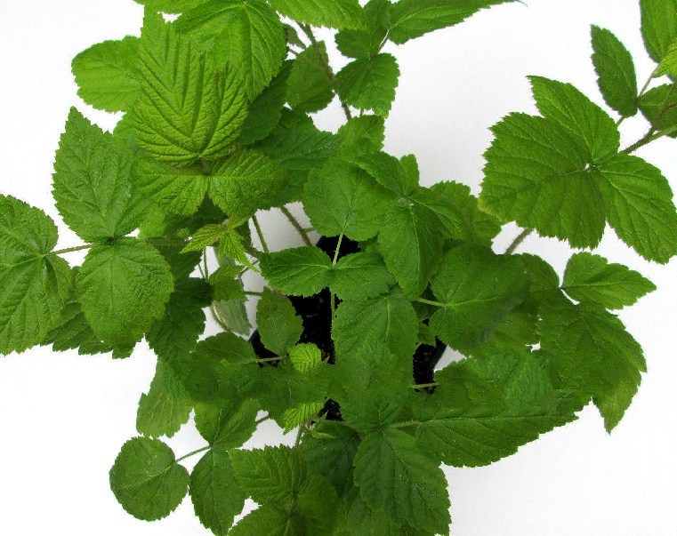 3 potted joan j thornless everbearing red raspberry plants Seeds