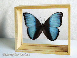 Blue Banded Morpho Achilles Real Butterfly Entomology Double Glass Display  - $69.99