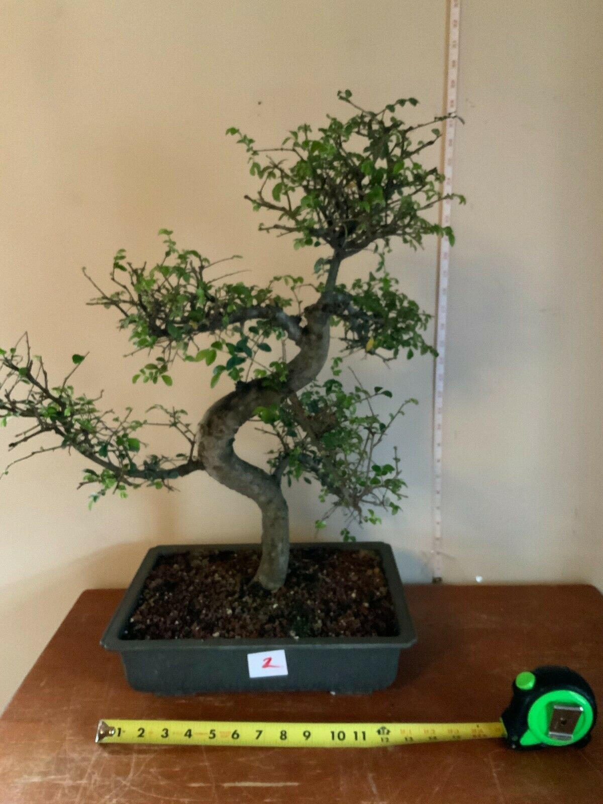 Specimen Dwarf Chinese Elm Bonsai (ulmus parvifolia seiju) Choose your