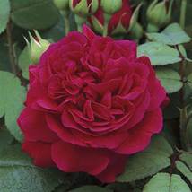 50 seeds, Rare 'Tess of the d'Urbervilles' Dark Red Rose Flower Seeds NF791 - $11.20