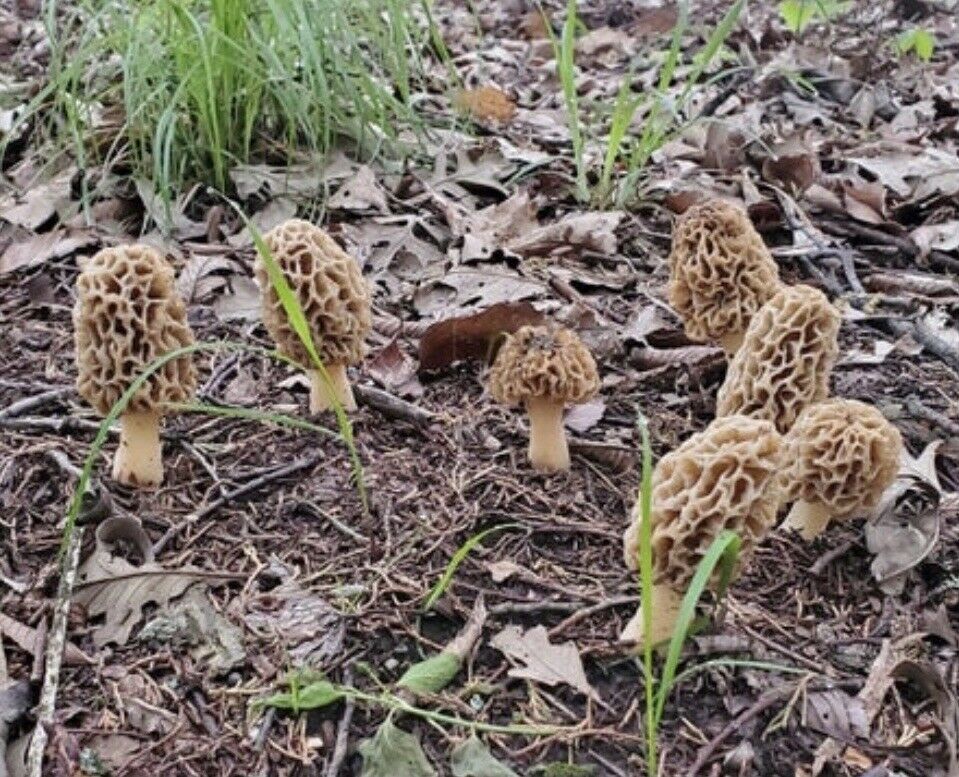 Yummy! Morel Mushroom Grow Kit 60 gram kits Grow Morels Mushrooms