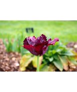 5 Bulb of Tulip Black Parrot Bulbs Flower  - $11.99