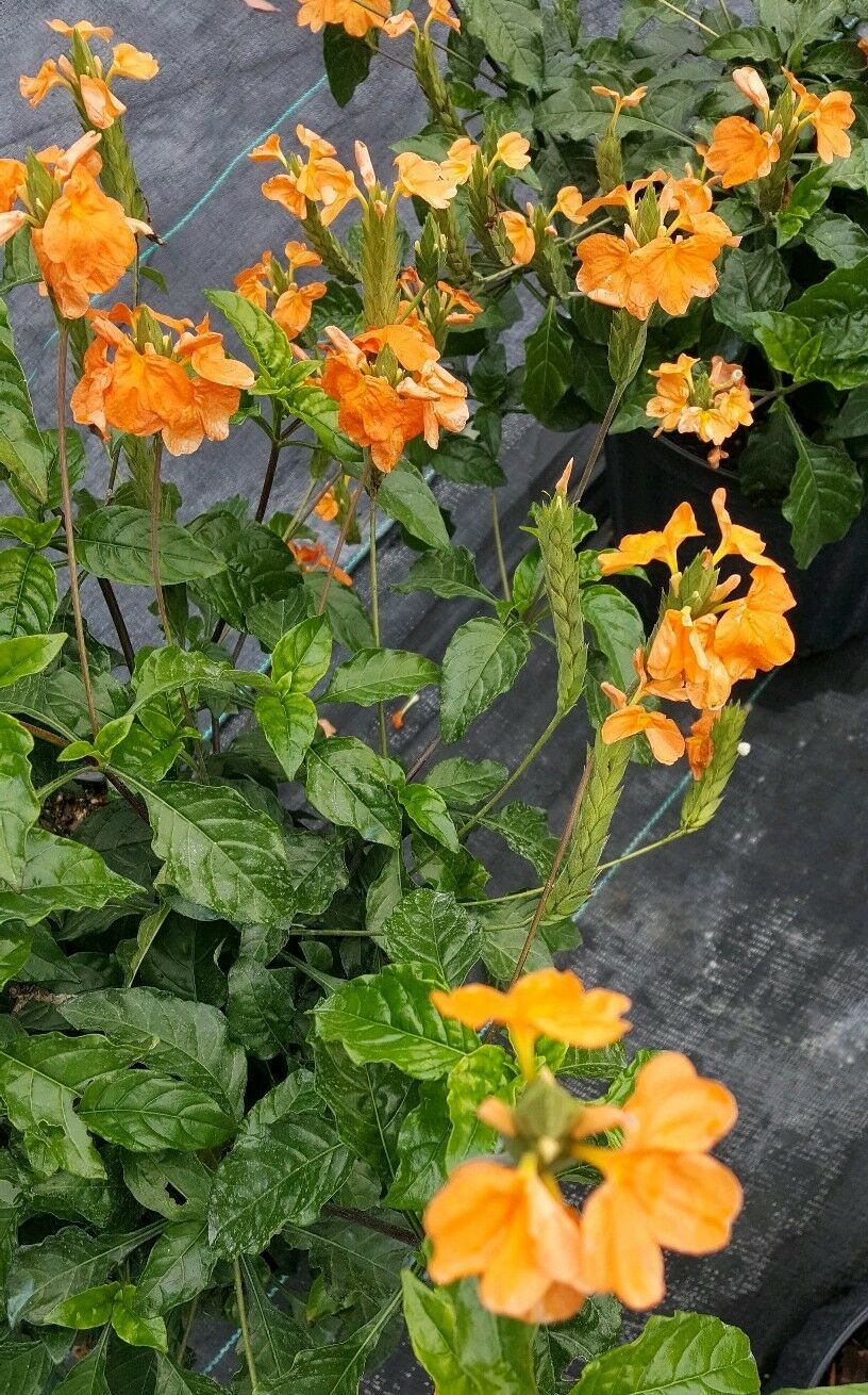 Gallon size Plant Orange Crossandra 10 Inches Tall Live