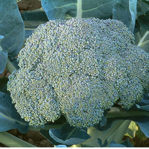 Gypsy Broccoli Seed ,Vegetable Seeds, Ship From US - $15.00
