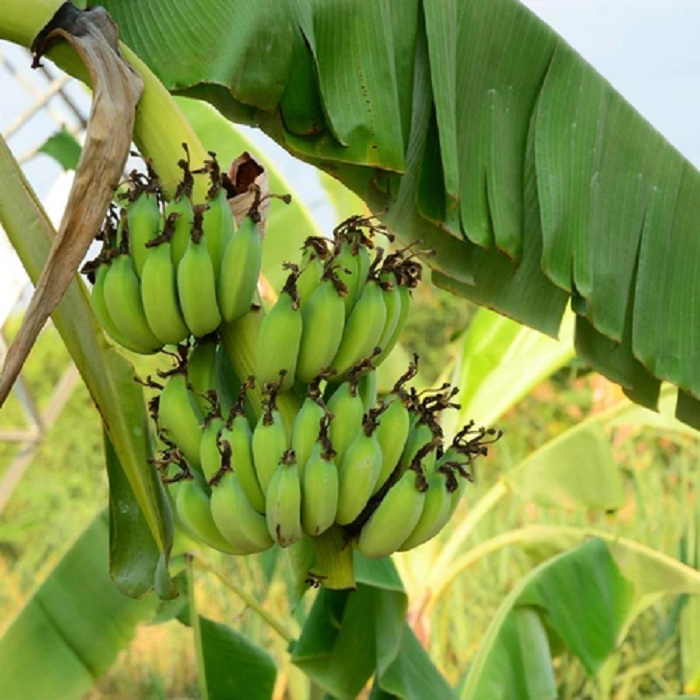 Live Plant Gran Nain Banana Tree (Grand Nain) - Musa acuminata ...