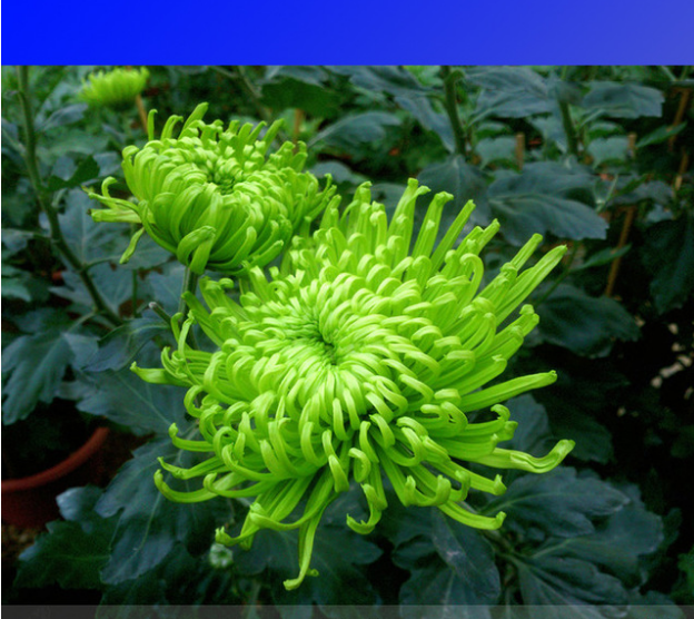 50 SEED Green Spider Chrysanthemum Courtyard Flower Seeds, Professional