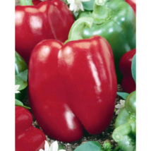 Keystone Resistant Sweet Bell Pepper Seeds - 150 Seeds - Non-GMO image 2