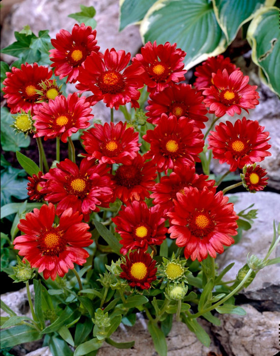 Red Gaillardia Flower Seeds 30 seeds Spring Gardening Supply