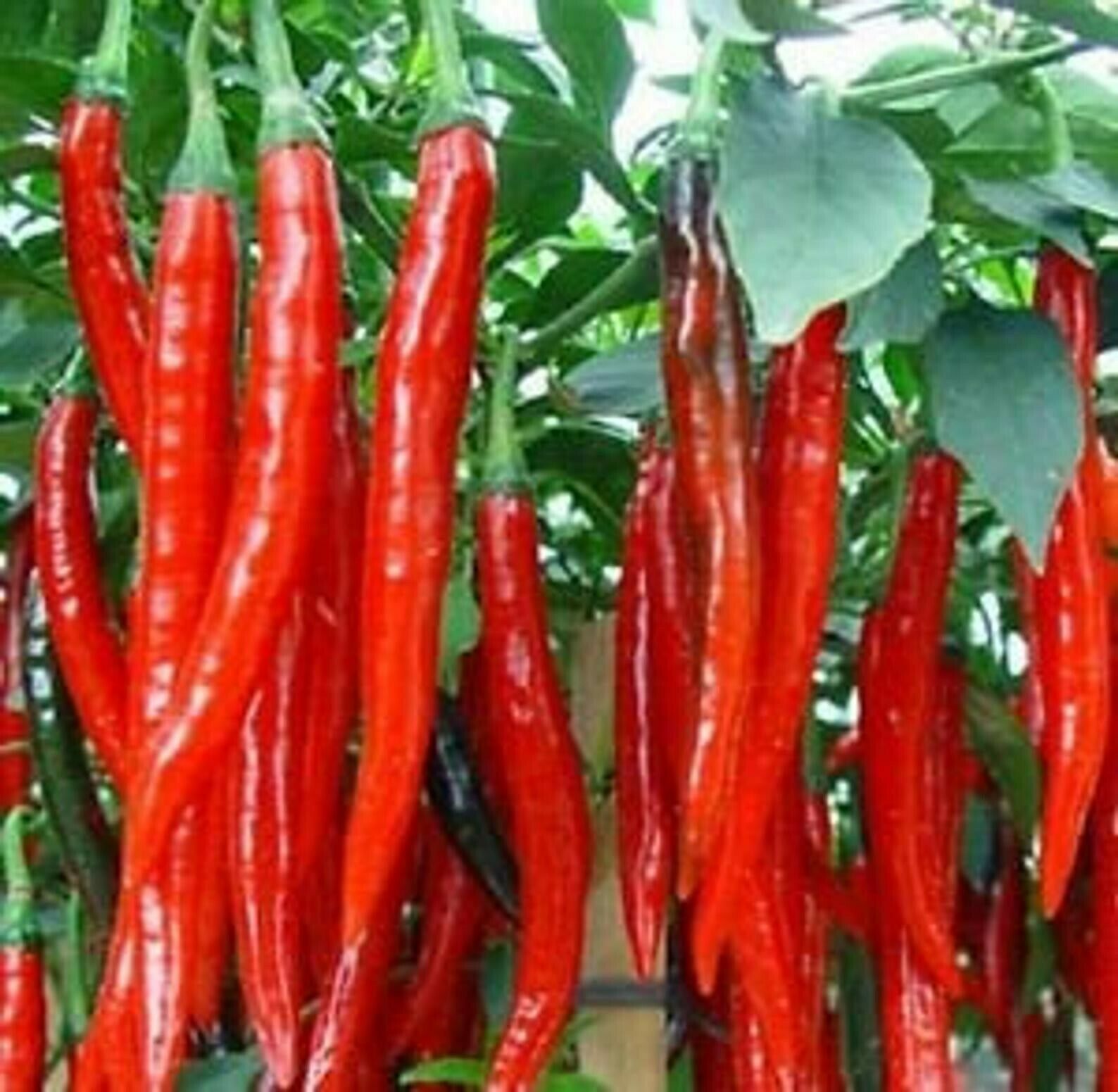 Cayenne Chilli pepper, VERY HOT & LONG HEIRLOOM 30+ Seeds, Organic, Grown in USA