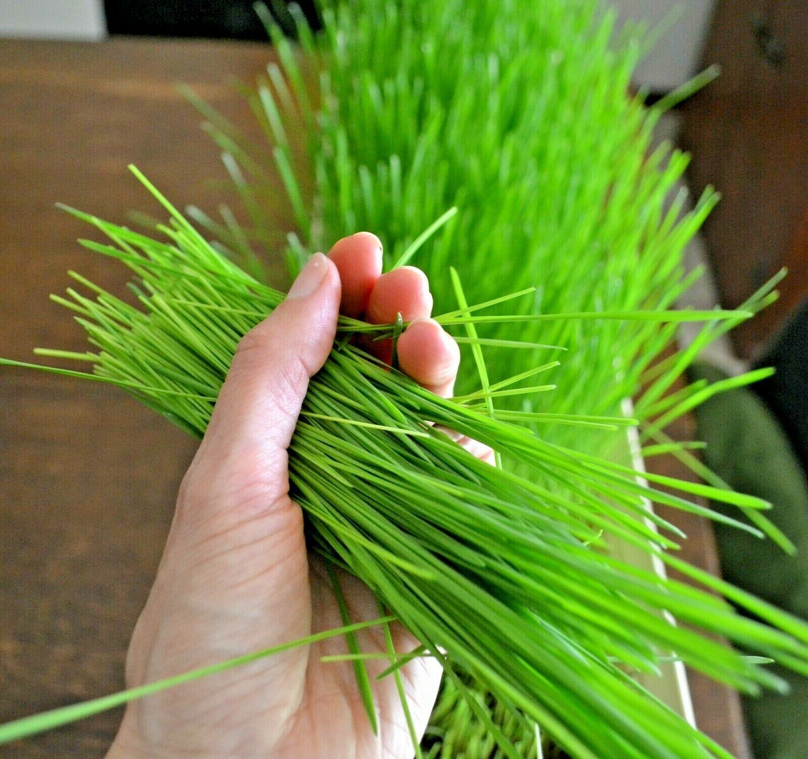 500+WESTERN WHEATGRASS Seeds American Native Prairie Grass Clumping