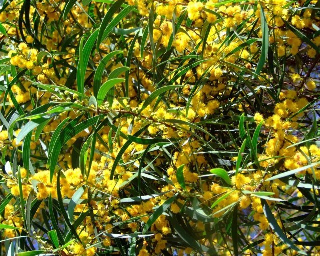 Acacia Confusa (Phillippine Acacia) 20 seeds Seeds