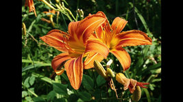 Wild Orange Daylily 50 fans/root systems ditch lily image 3