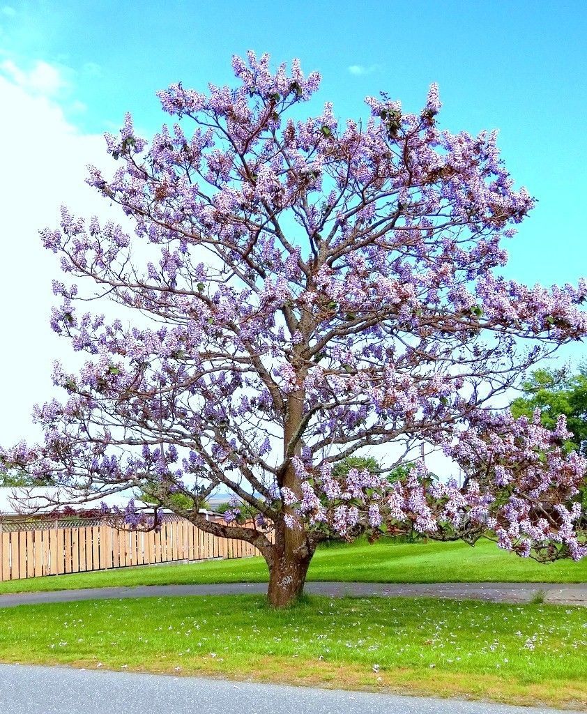 Royal Empress Tree Paulownia Elongata flowering tree wood bonsai seed ...