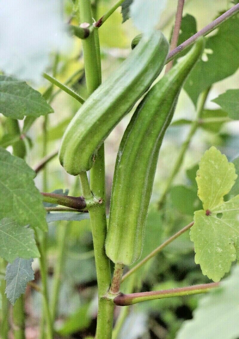 40+PERKINS DWARF OKRA Seeds Compact 4' Plant Full Size 8" Pods Garden