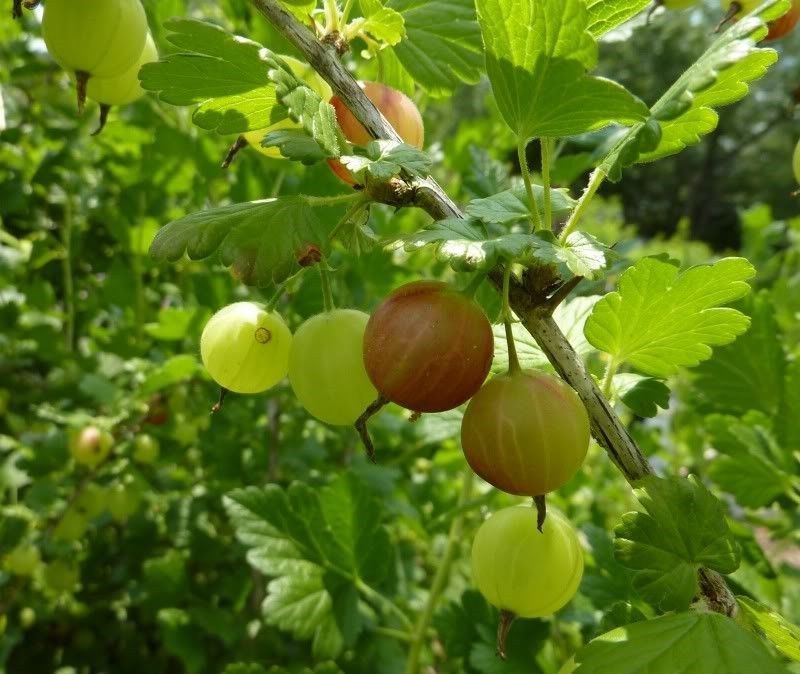 Pixwell GOOSEBERRY ~ Fruit Bush~ SEEDS - Fruit Seeds