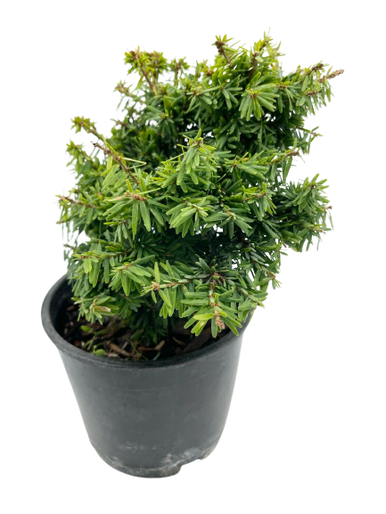 Jervis Canadian Hemlock 4