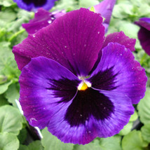 35 Seeds Pansy Delta Neon Violet Flower Annual - $17.64