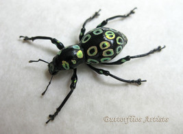 Metallic Polka Dot Weevil Pachyrrhynchus Congestus Beetle Entomology Shadowbox - $48.99