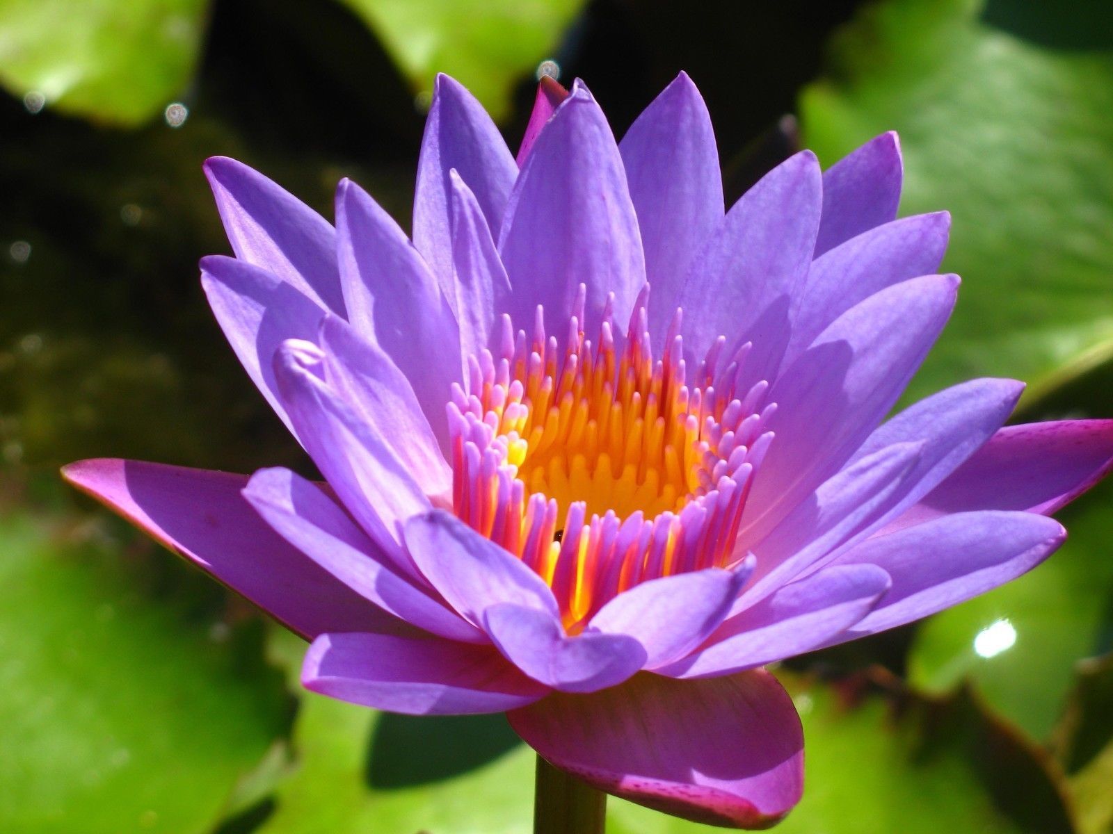 20 Seeds Water Lily Mix Nymphaeaceae Seed Fresh seeds Bonsai Plants Flower Seeds - Bonsai
